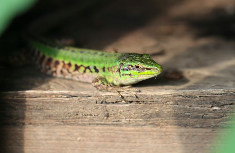 prime Podarcis siculus del Trentino, alcune foto